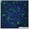"Check Pluripotency Quicky and Affordably" Check Pluripotency Quicky and Affordably