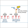 Exosome Capture & Quantification Kits