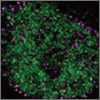 "Photoactivatable Janelia Fluor Dyes from Tocris" Photoactivatable Janelia Fluor Dyes from Tocris