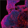 "iPSC-derived Hepatocytes as a Model for Toxicity Screening" iPSC-derived Hepatocytes as a Model for Toxicity Screening