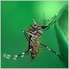 zika mosquito