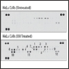 PI3K-AKT Signaling Poster-NEW!