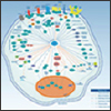 "R&D Systems Products for Detecting Phosphorylated Akt" R&D Systems Products for Detecting Phosphorylated Akt