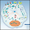 R&D Systems Products for Detecting Phosphorylated Akt