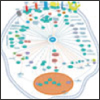 AKT Pathway