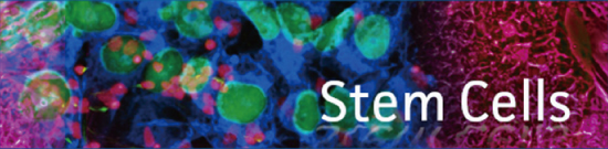 stem cells enews