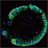 2 for 1 R&D Systems Recombinant Mouse R-Spondin 1