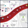 Dendritic Cells Pathway