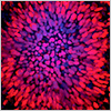 "New! StemXVivo Neural Progenitor Differentiation Kit" New! StemXVivo Neural Progenitor Differentiation Kit