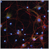 NeuroXVivo Culture Kits for Cortical and Motor Neurons