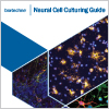 Download our Neural Cell Culturing Guide