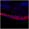 "Cultrex Mouse Laminin I, Pathclear" Cultrex Mouse Laminin I, Pathclear
