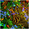 Neural Stem Cell Marker Antibodies