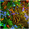 "Neural Stem Cell Marker Antibodies" Neural Stem Cell Marker Antibodies