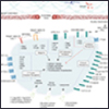 Vascular Endothelium Resources