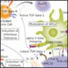 regulatory t cell pathway