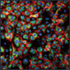 "Endothelial Cell Growth Media is 30% Off and Ready-to Ship!" Endothelial Cell Growth Media is 30% Off and Ready-to Ship!