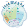 "NF-kB and Hematopoietic Stem Cell Specification" NF-kB and Hematopoietic Stem Cell Specification