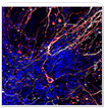 "New R&D Systems Neuroscience Literature" New R&D Systems Neuroscience Literature