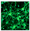 Scientific Resources for Neuroscience Research