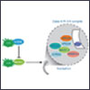 Huntingtin Aggregates Sequester Key Autophagy Targets