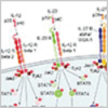 il-12 pathways