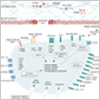 9 New Interactive Pathways for Platelet Activation