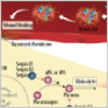 Coagulation Signaling Interactive Pathway and Brochure