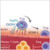 Treg Subset Selection and sLEX Expression