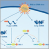 study viral activation