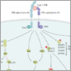 interferon signaling pathway