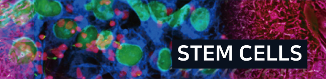 stem cells enews