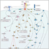 "Interactive Pathway for VEGF R2 Signaling" Interactive Pathway for VEGF R2 Signaling