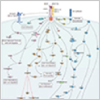 Interactive Pathway for VEGF R2 Signaling