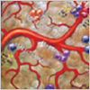 Research Area and Resources for Angiogenesis