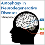 Autophagy and Neurodegeneration White Paper