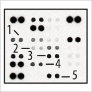 Mouse Apoptosis Array