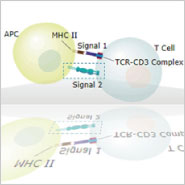 Immune checkpoint