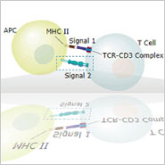 Immune checkpoint