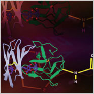 Biotinylated Proteins