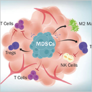 Targeting MDSCs