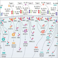 IL-10 Cytokines