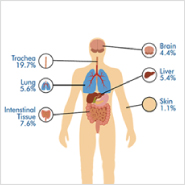 Neural Stem Cell (NSC) Properties Depend on Hypoxia-regulated Genes