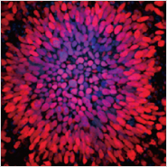 Maximize Differentiation Efficiency with StemXVivo Neural Progenitor Kit