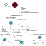 Is TREM2 a Novel Microglia Ab Receptor?