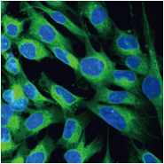 Lipoprotein Uptake Receptors