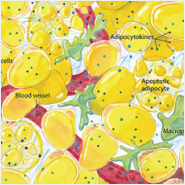 Adiponectin Regulates Triglyceride Levels