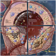 Is TREM2 a Novel Microglia Ab Receptor?