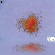 MagCellect™ Mouse Hematopoietic Cell Lineage Depletion Kit