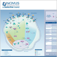 NF-kBi€ and Hematopoietic Stem Cell